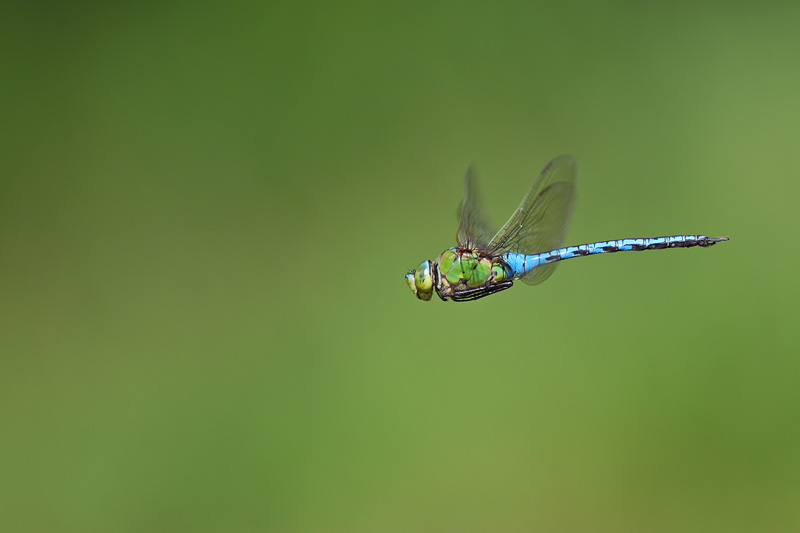 Conferma per Anax imperator maschio e femmina